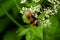 A macro shot of a bumblebee collecting pollen from a Chaerophyllum flower