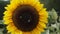 Macro shot of bumblebee covered in pollen and collecting nectar from a yellow sunflower.