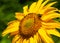 Macro shot of a bumblebee on a sunflower.