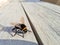 Macro shot of a bumblebee on a wooden surface