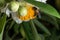 Macro shot of bumblebees pollinating a yellow flower