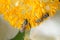 Macro shot of bumblebees pollinating a yellow flower