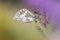 Macro shot of butterfly Marbled white Melanargia galathea on the grass.