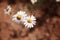 Macro shot of a camomile in the field