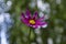 A macro shot of the centre of a lilac coloured cosmos bloom