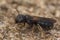 Macro shot of a ceratina chalcites on the ground