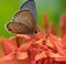 Macro shot of chilades pandava butterfly, the plains cupid