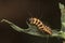 Macro shot of a cinnabar moth caterpillar or tyria jacobaeae on a leaf