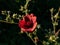 Macro shot of cinquefoil Potentilla thurberi `Monarch`s Velvet` with pretty, strawberry-like flowers in bright sunlight in