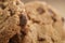 Macro shot of classic chocolate chip cookies in bowl