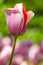 Macro Shot of Classical Rose Tulips of Menton Sort