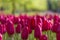 Macro Shot of Classical Tulips Selectives of Sky High Scarle Sort Against Blurred Background.