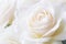 Macro shot of clean white roses blooming softly, peacefully, and vibrantly. Nature\\\'s background image conveys pure love.