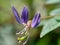 Macro shot of Cleome rutidosperma fringed spider flower, purple cleome, maman ungu, maman lanang with a natural background