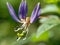 Macro shot of Cleome rutidosperma fringed spider flower, purple cleome, maman ungu, maman lanang with a natural background