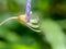 Macro shot of Cleome rutidosperma fringed spider flower, purple cleome, maman ungu, maman lanang with a natural background