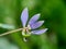 Macro shot of Cleome rutidosperma fringed spider flower, purple cleome, maman ungu, maman lanang with a natural background