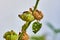 Macro shot of the closed bud of a hollyhock with fire bugs on it