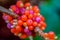 Macro shot of a cluster of very colourful berries on a branch