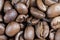 Macro shot coffee beans background. Close up coffee beans. Freshly roasted dark brown arabica coffee beans texture background. Top