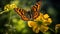 Macro Shot Of Comma Butterfly On Buttercup: Detailed And Lively Nature Photography