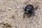 Macro shot of a common dung beetle walking in the sand