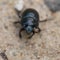 Macro shot of a common dung beetle walking in the sand