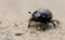 Macro shot of a common dung beetle walking in the sand