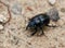 Macro shot of a common dung beetle walking in the sand