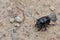 Macro shot of a common dung beetle walking in the sand