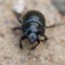 Macro shot of a common dung beetle walking in the sand