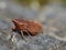 Macro shot of a common froghopper Philaenus spumarius, photo taken in the UK