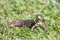 Macro shot of a common garden lizard standing in a short green grass.