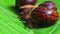 Macro shot of common snails on the leaf. Helix pomatia.