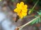 Macro shot of a common straight swift, parnara guttata on a yellow flower