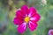 Macro shot of a cosmos flower with pink petals and yellow anther