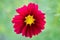 Macro shot of a cosmos flower with red petals and yellow anther