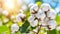 Macro shot of cotton balls on branch under summer sunlight with copy space in field