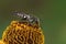 Macro shot of a cuckoo solitary bee (Coelioxys) on an orange flower against blurred background