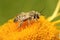 Macro shot of a cuckoo solitary bee (Coelioxys) on an orange flower against blurred background