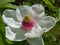 Macro shot of cup shaped Siebold`s magnolia or Korean mountain magnolia and Oyama magnolia Magnolia sieboldii flower with