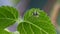 Macro Shot Cute Little Jumping Spider with Striped Bright Body on Green Foliage