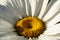 Macro shot of a daisy flower