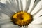 Macro shot of a daisy flower