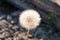 Macro shot of a dandelion