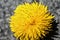 Macro shot of a dandelion blossom