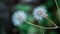 macro shot of dandelion flower