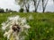 Macro shot of dandelion plant head composed of wet, white pappus (parachute-like seeds) in the meadow