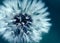 Macro shot of dandelion with water drops