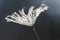 Macro shot of dandelion with water drops on it against dark monochrome background. Living in a harmony.